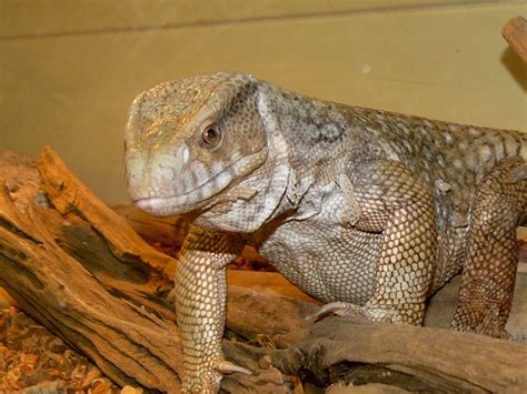 Aug 2, 2020 · The savannah monitor () is a medium-sized reptile found throughout most of Africa, south of the Sahara desert. These lizards are incredibly robust. They have powerful limbs that are used for digging burrows. They also have powerful jaws and blunt peg-like teeth that help them crush their prey. There are five subspecies, which is why the length ... 